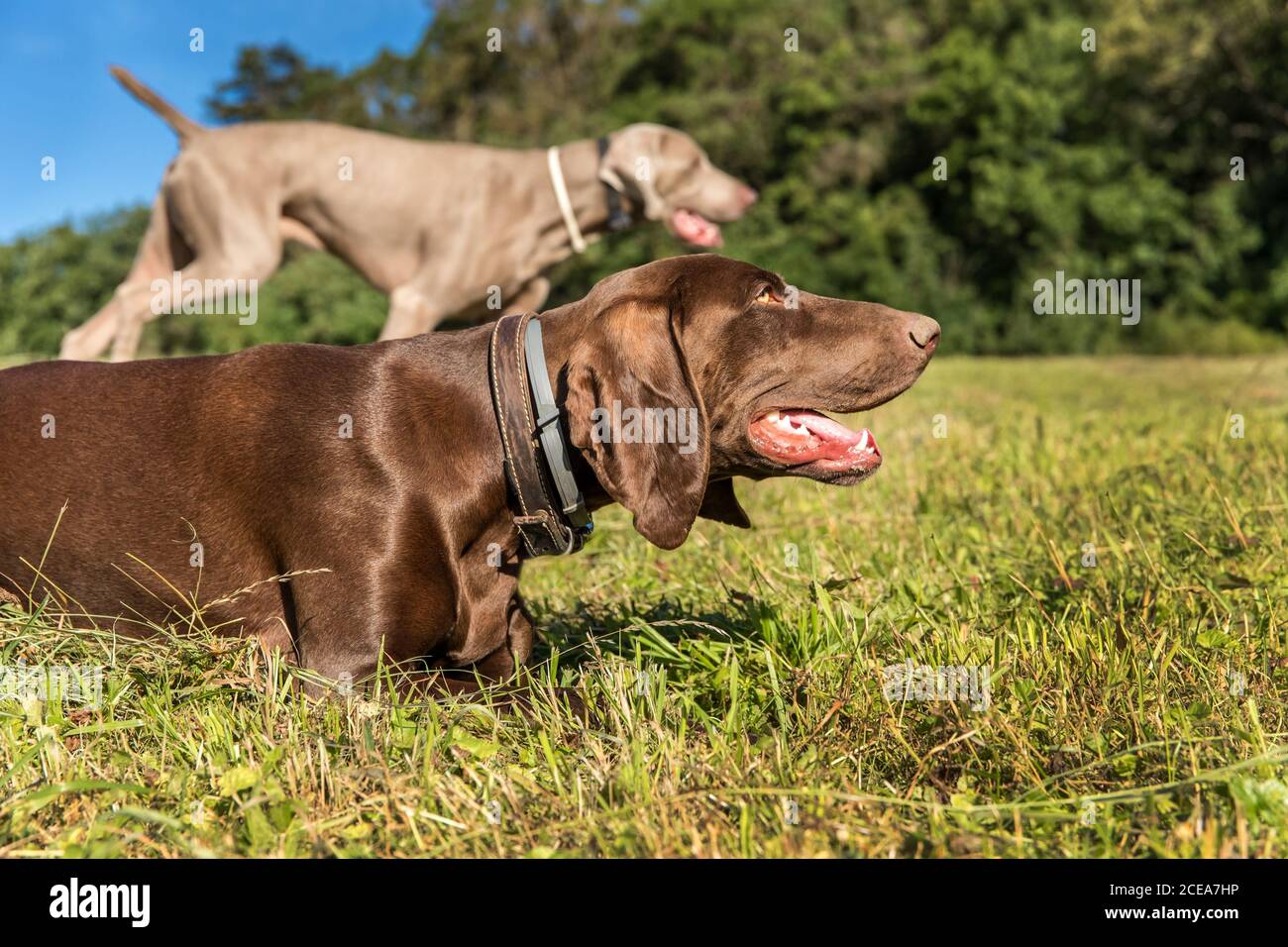 La caccia abbonda su un campo verde. Caccia alla fauna selvatica. Un cane da caccia si trova in un prato. Foto Stock