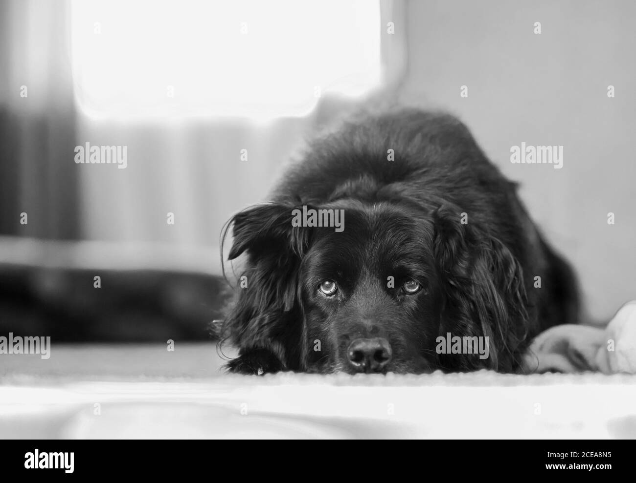 grande cane nero che posa sul pavimento guardando in su Foto Stock