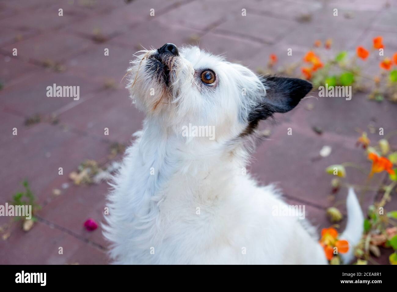 piccolo cane bianco terrier guardando su si spera, pelliccia bianca, orecchie nere, occhi marroni, scruffy, soffice, giardino di fondo, 3/4 corpo Foto Stock