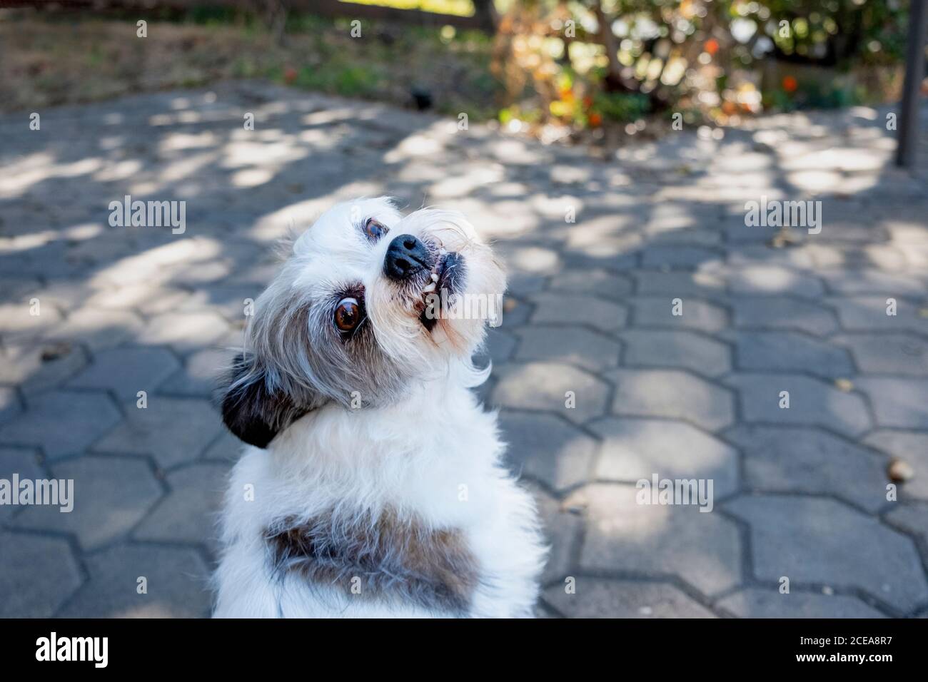 piccolo cane terrier, bianco con orecchie nere, occhi marroni, guardando indietro sopra la spalla come se per un trattamento, sorridente, denti accovacciati, molto dolce Foto Stock