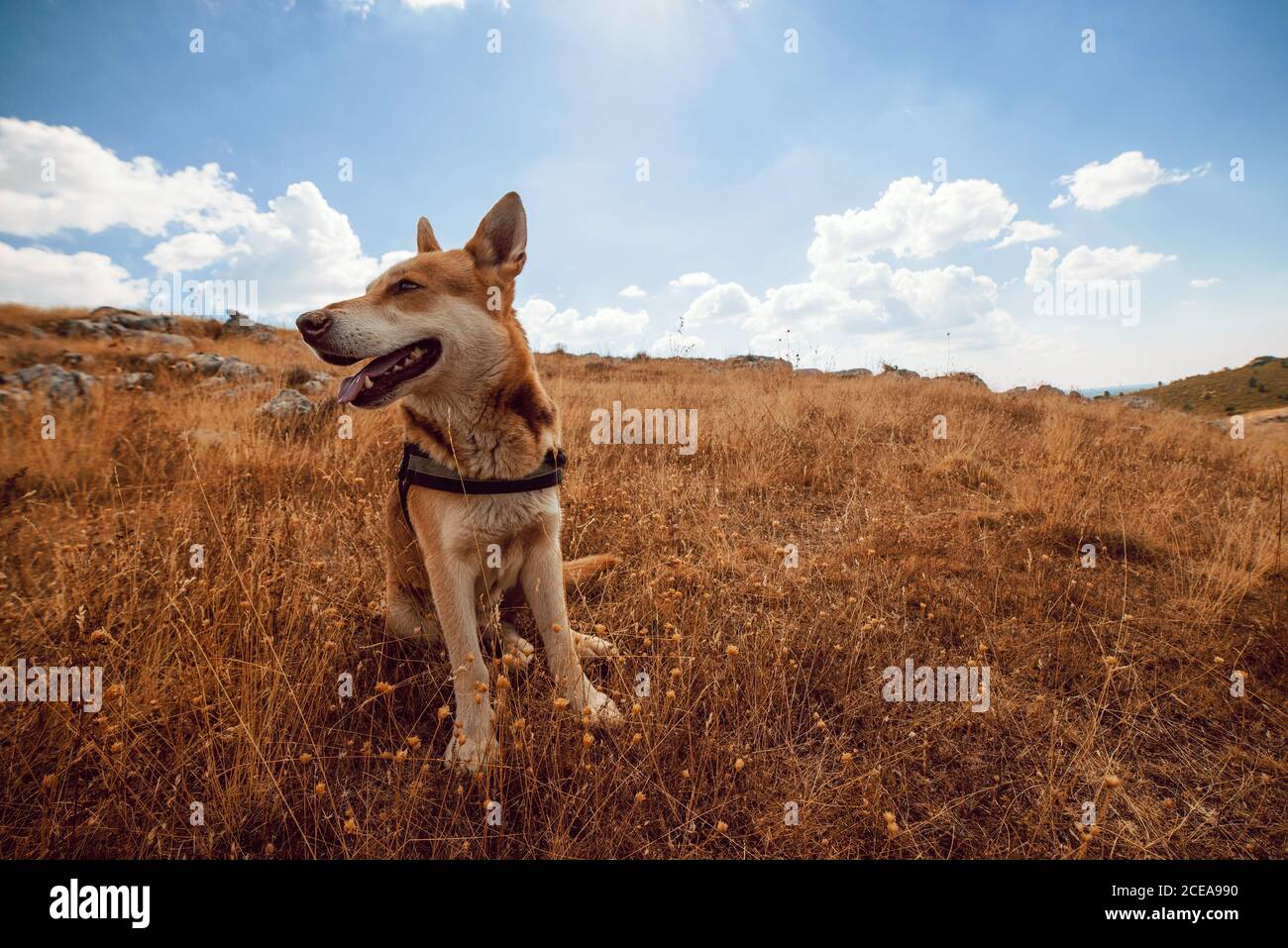 Bel cane che riposa in campo rurale Foto Stock