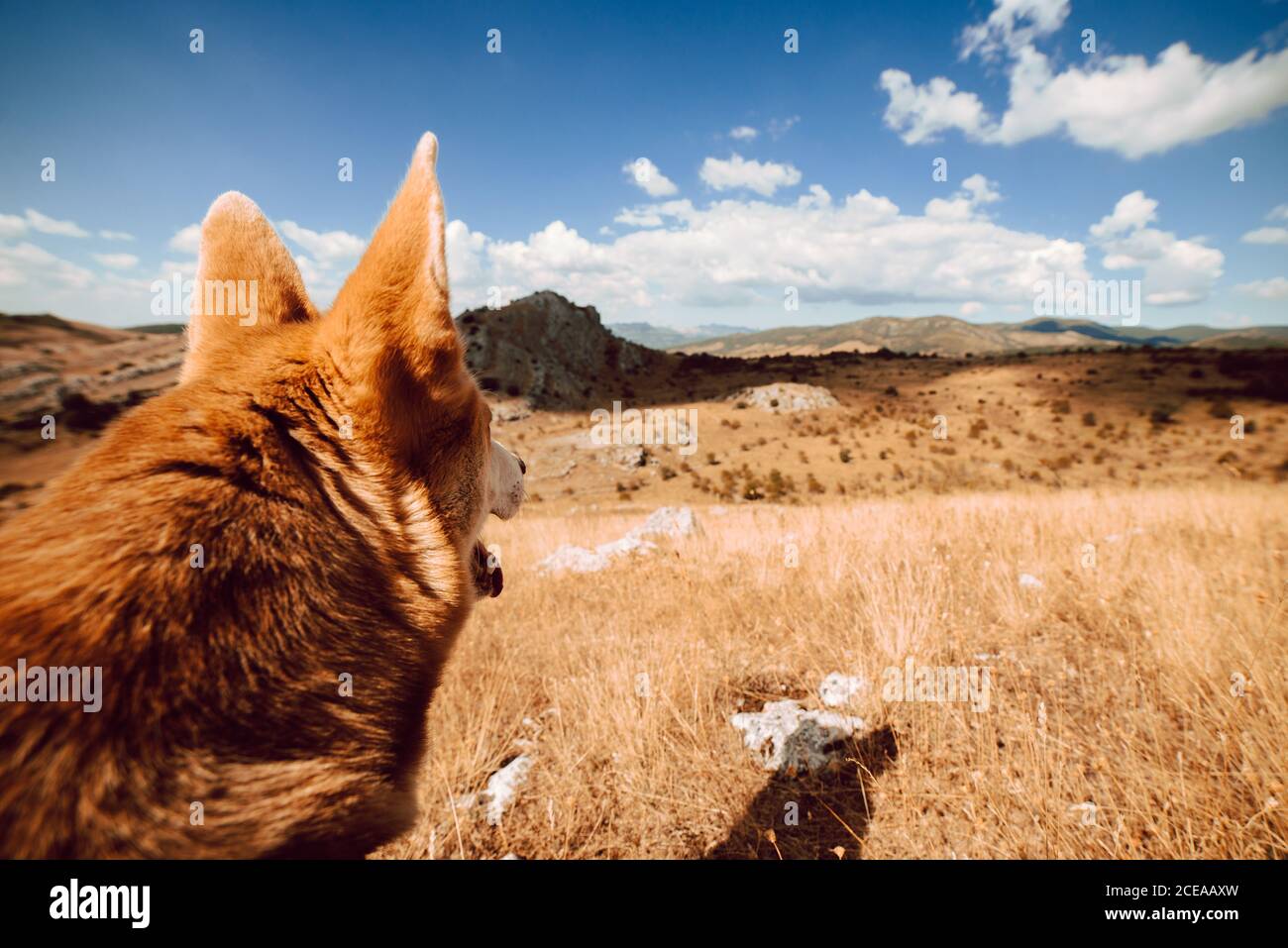 Bel cane che riposa in campo rurale Foto Stock