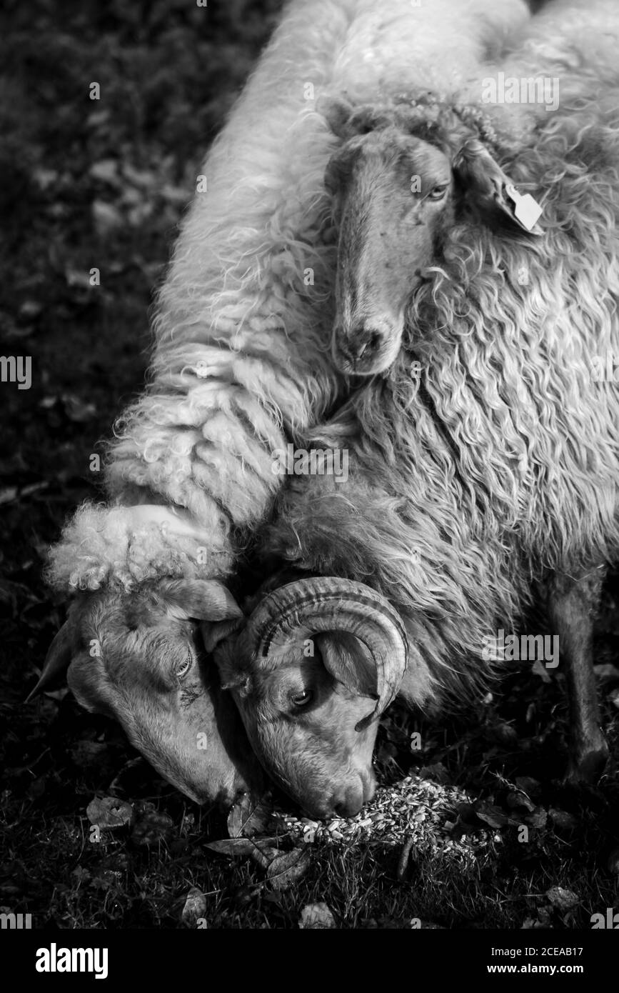 Bianco pascolo di pecore sul prato tra la caduta di foglie secche in campagna Foto Stock