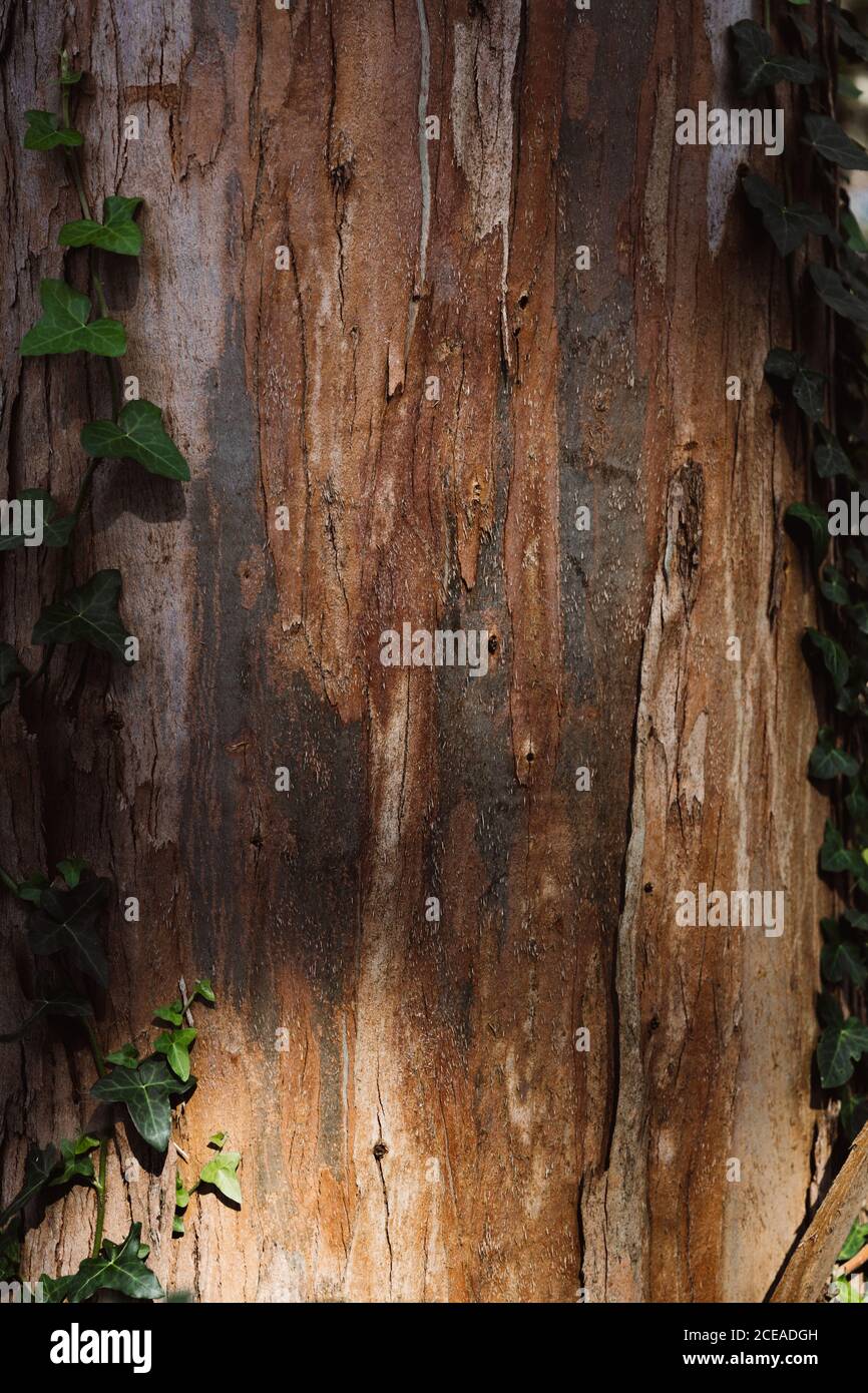 Primo piano di alberi con corteccia tra foglie di edera in Cantabria, Spagna Foto Stock