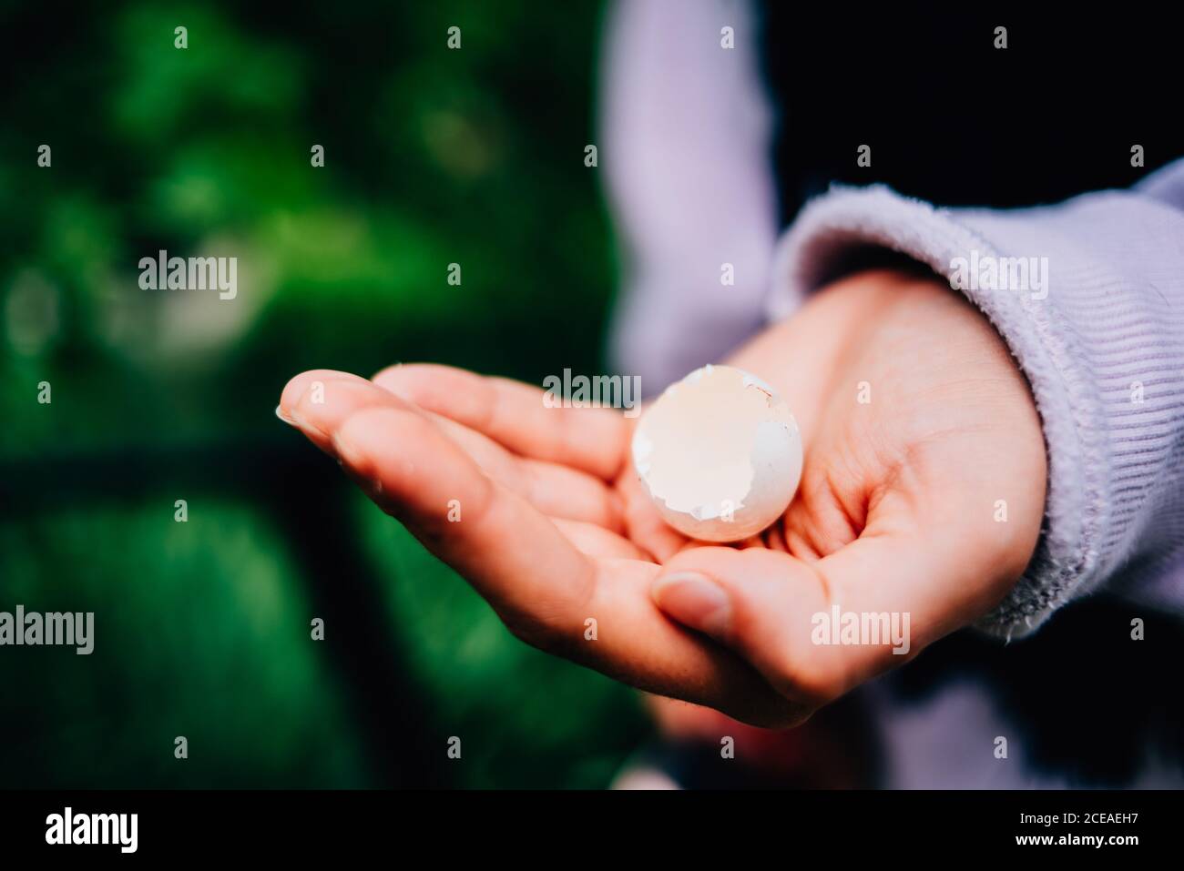 Braccio donna in pullover grigio con piccolo uovo di uccelli vuoto con natura verde sullo sfondo Foto Stock