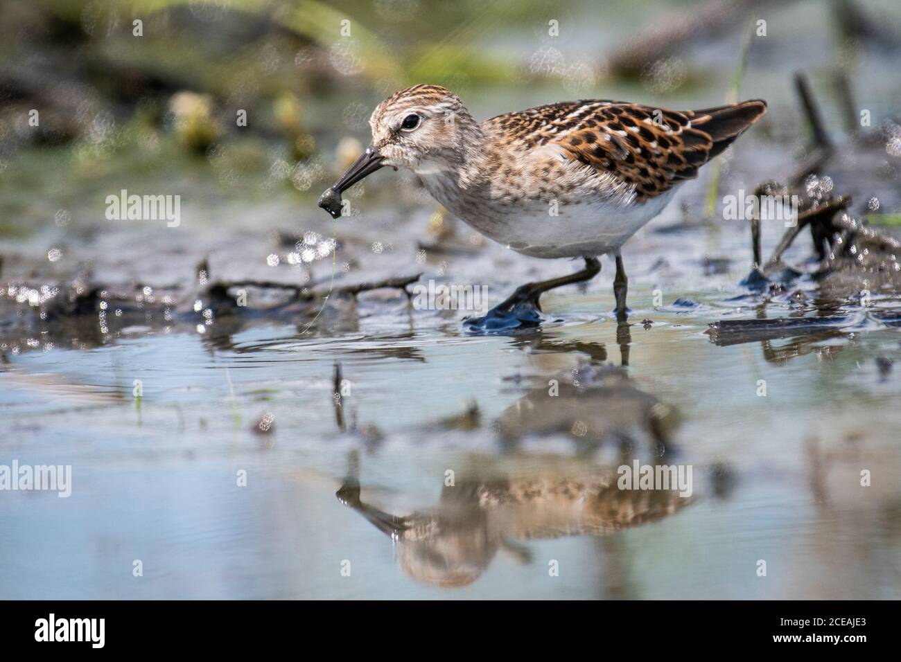 Almeno il Sandpiper rovistando per alimenti Foto Stock