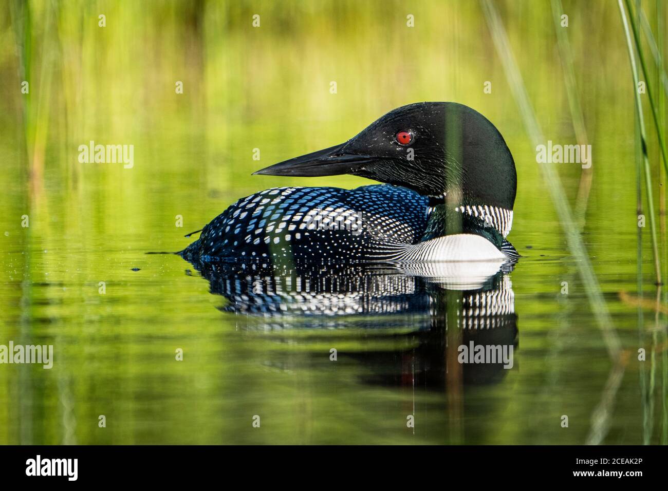 Loon comune che riposa alla superficie di un lago settentrionale. Foto Stock