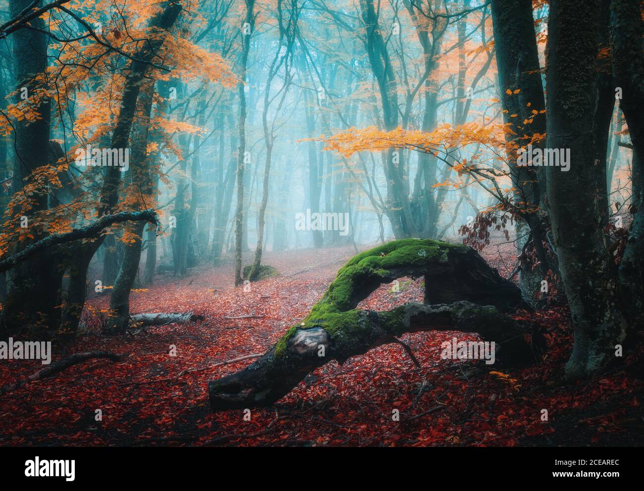 Foresta d'autunno sognante in nebbia. Mistici alberi foggosi in autunno Foto Stock