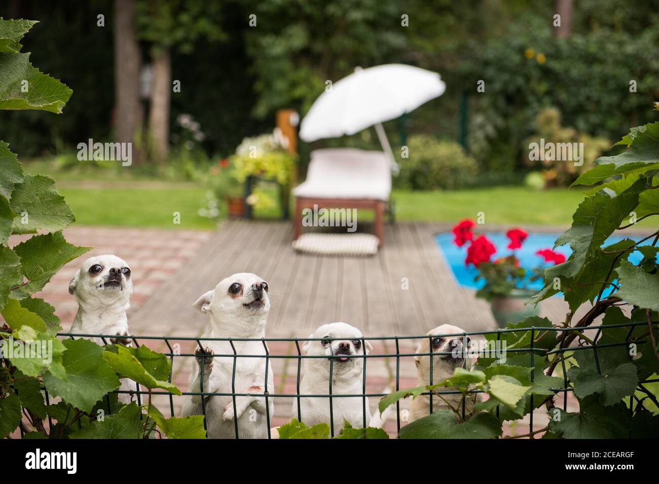 C'era un sacco di chihuahua bianca dietro la recinzione con foglie verdi sullo sfondo della terrazza Foto Stock
