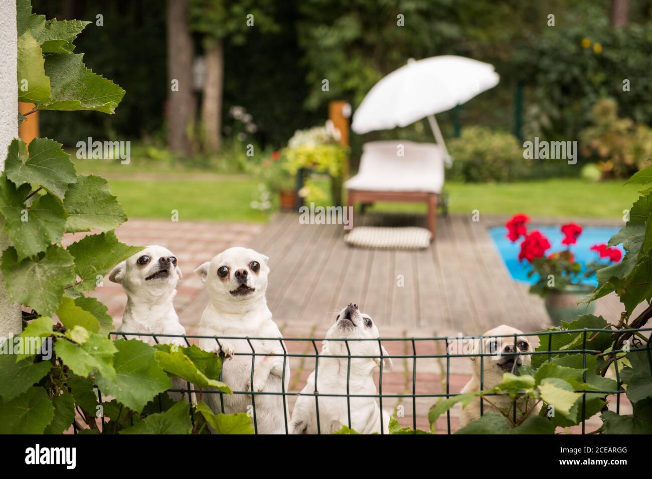 C'era un sacco di chihuahua bianca dietro la recinzione con foglie verdi sullo sfondo della terrazza Foto Stock