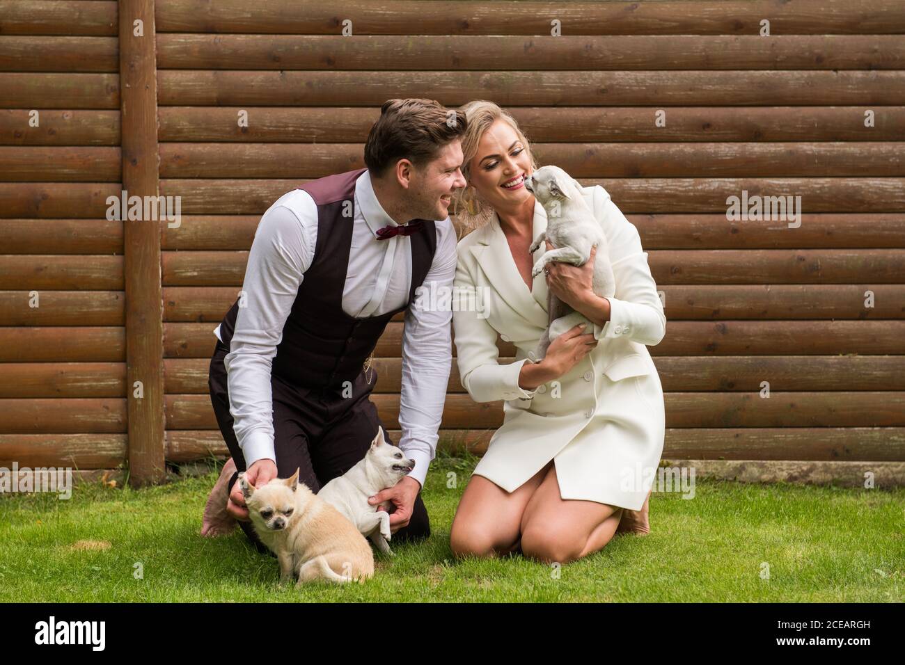 Sposo e sposo eccitati seduti su prato verde con molti Di piccolo bianco Chihuahua intorno Foto Stock