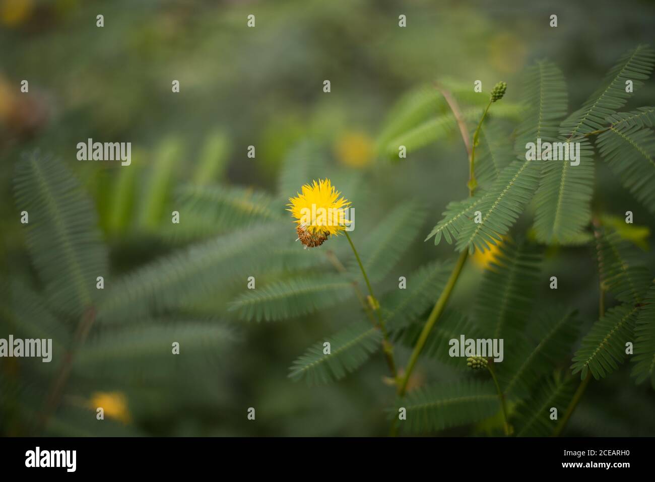 Acacia Dealbata Yellow Mimosa Plant Flowers Bloom foglie al Royal Botanic Gardens a Kew, Richmond, Londra Foto Stock