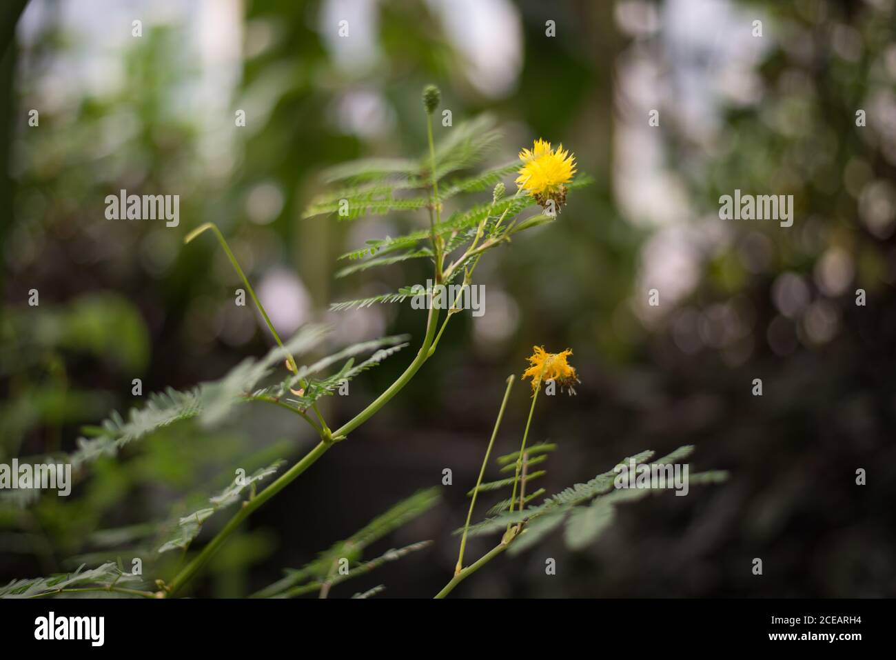 Acacia Dealbata Yellow Mimosa Plant Flowers Bloom foglie al Royal Botanic Gardens a Kew, Richmond, Londra Foto Stock