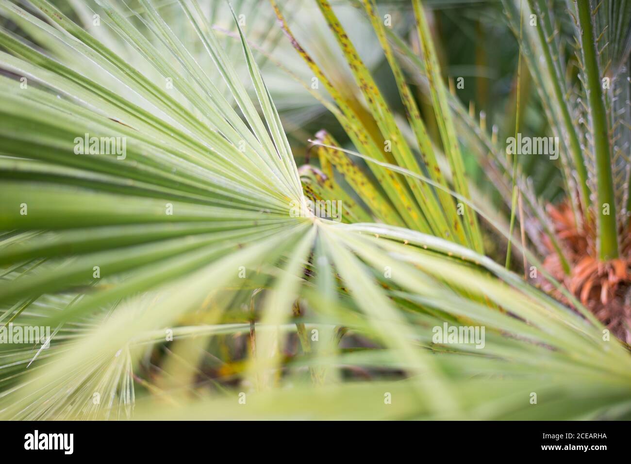 Fan Palm Arecaceae Coryphoideae Green foglie al Royal Botanic Gardens a Kew, Richmond, Londra Foto Stock