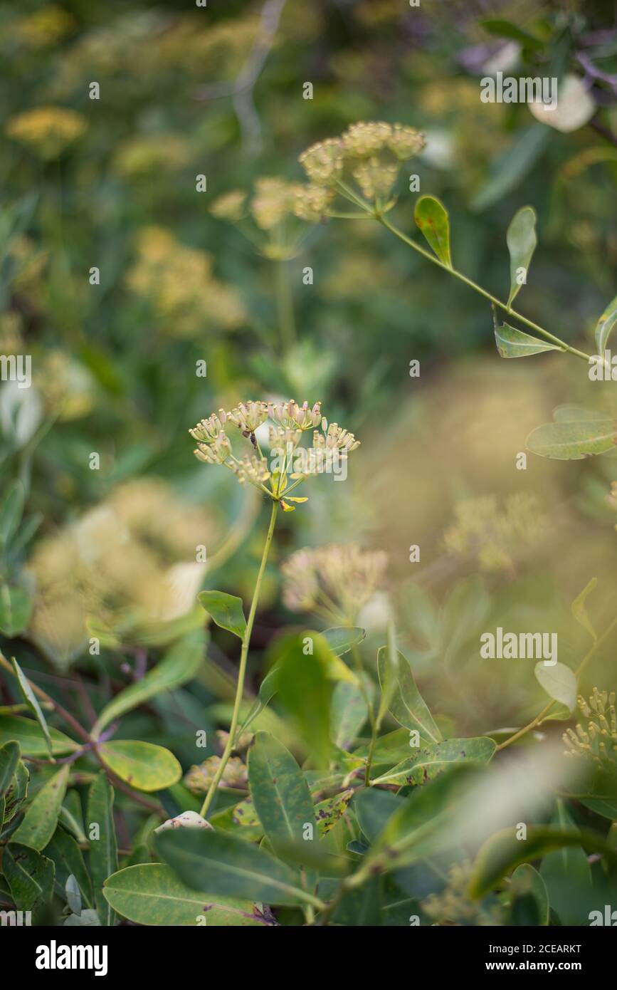 Burpleurum Fruticosum arbusto Yellow Flowers arbusti di Hare's-Ear Bush dettaglio al Royal Botanical Gardens a Kew, Richmond, Londra Foto Stock