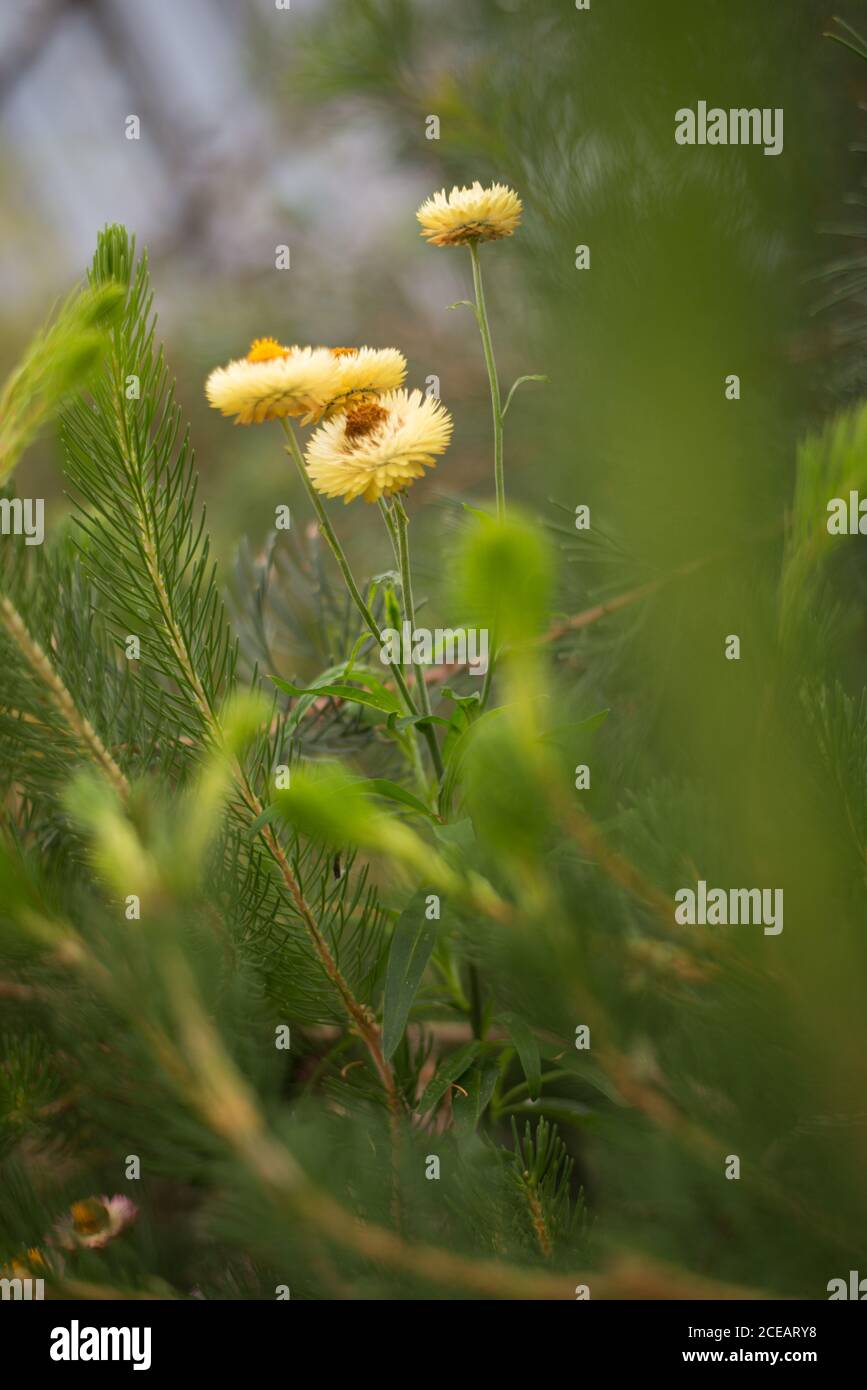 Australian Wild Strawflower Helichrysum Bracteatum Xerochrysum Yellow Golden Everlasting Flower Orange Royal Botanical Gardens at Kew, Richmond London Foto Stock