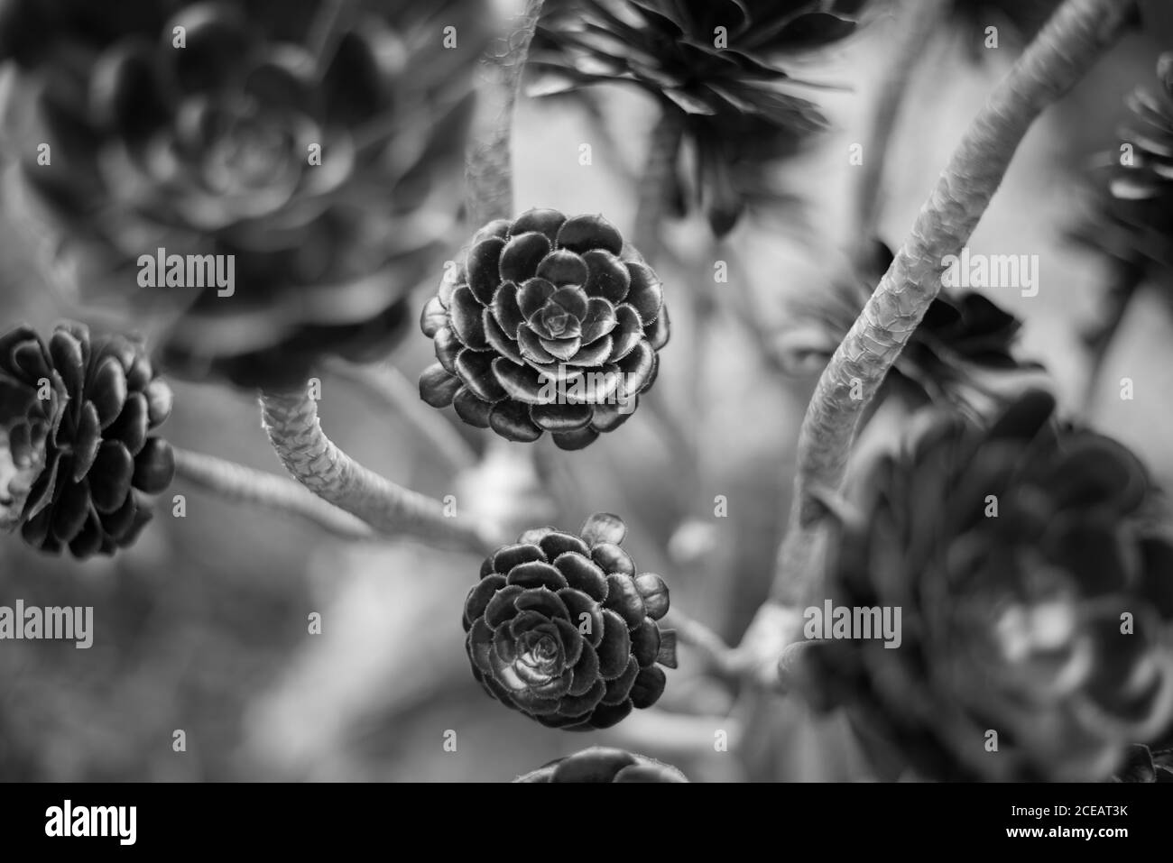 Giardini botanici reali a Kew, Richmond, Londra Foto Stock