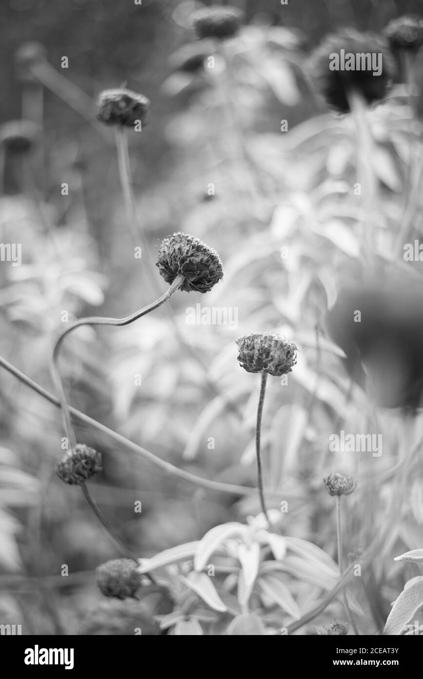 Phlomoides Phlomis Tuberosa Lamiaceae Tall Woody pianta arbusto Foresta Selvatica Bosco steli Fiori al Royal Botanical Gardens Kew, Richmond, Londra B&W Foto Stock