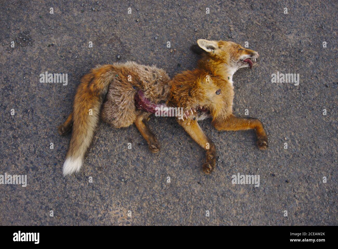 Volpe morta giovane (vulpes vulpes) che giace su strada di campagna con insetti che si nutrono su ferite aperte. Foto Stock