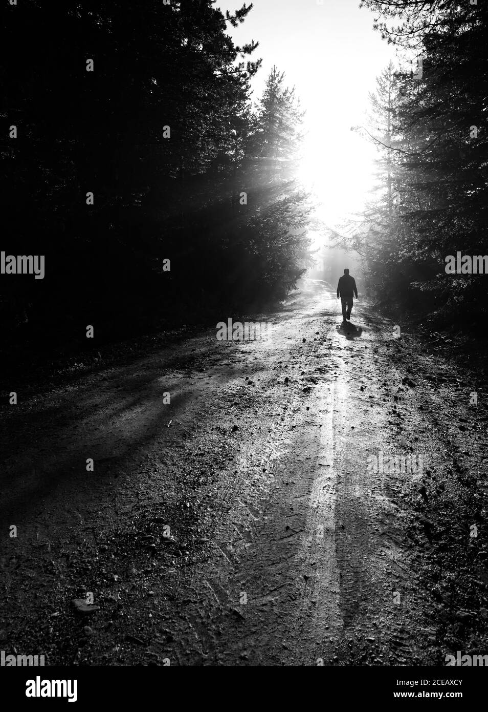 Silhouette uomo Lonely a piedi via su strada nebbiosa in foresta Foto Stock