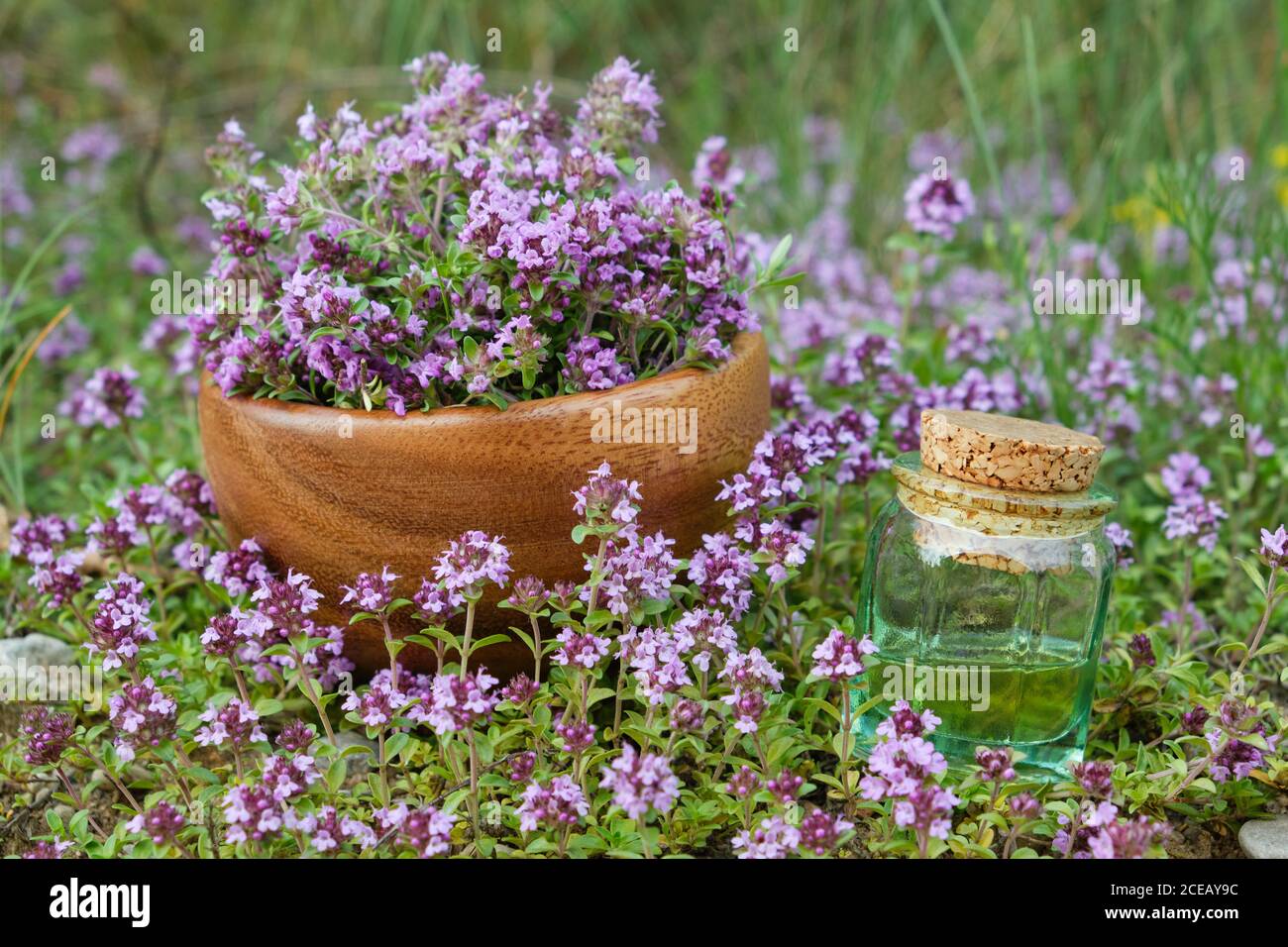 Bottiglia di olio essenziale di timo e mortaio di legno riempito con fiori di timo serpirlo su prati esterni. Medicina alternativa. Foto Stock