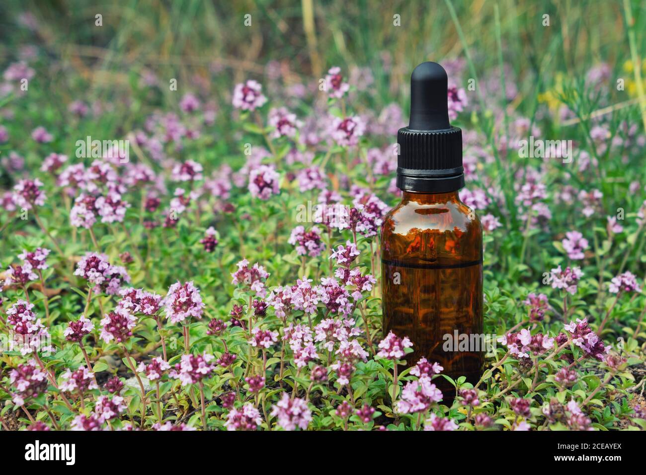 Flacone contagocce di olio essenziale di timo, fiori di timo serpyllum su prati esterni. Medicina alternativa. Foto Stock