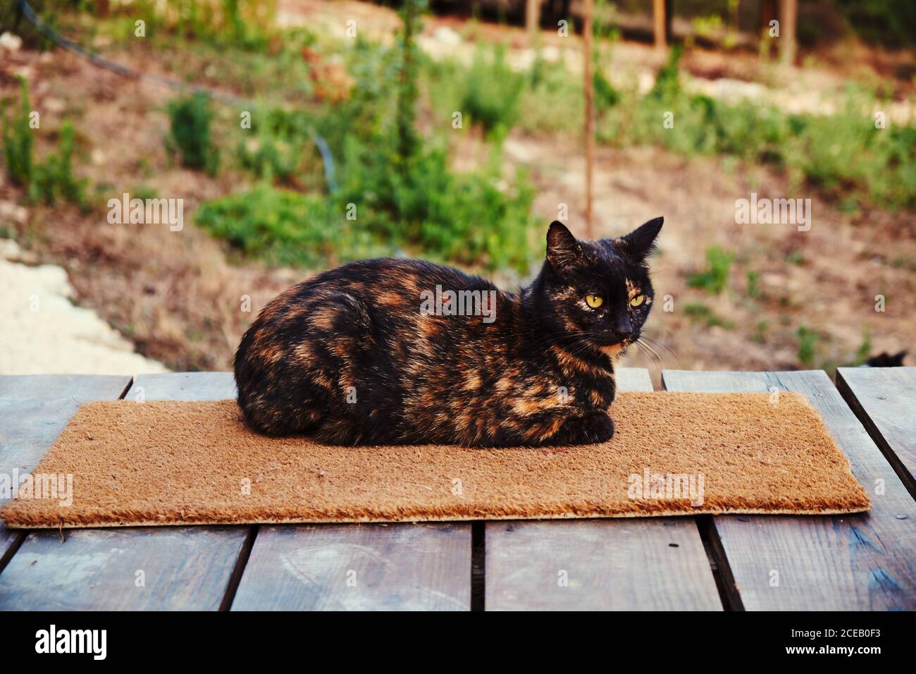 Bel gatto con molti beige†e macchie marroni con gli occhi gialli†seduta su piccolo tappeto su piattaforma di legno su sfondo sfocato con fogliame verdeggiante Foto Stock