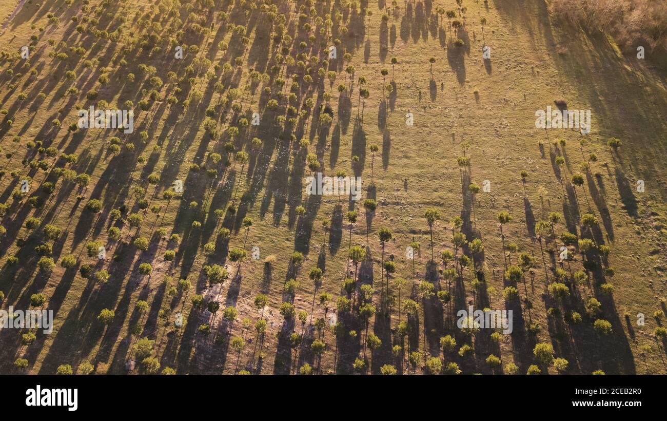 Vista aerea di alberi in foresta Foto Stock