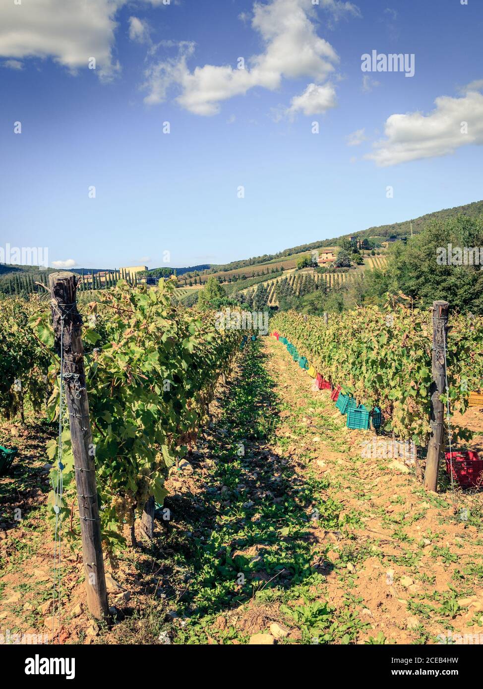 Scatole allineate lungo filari di vitigni in preparazione alla vendemmia in Toscana Foto Stock