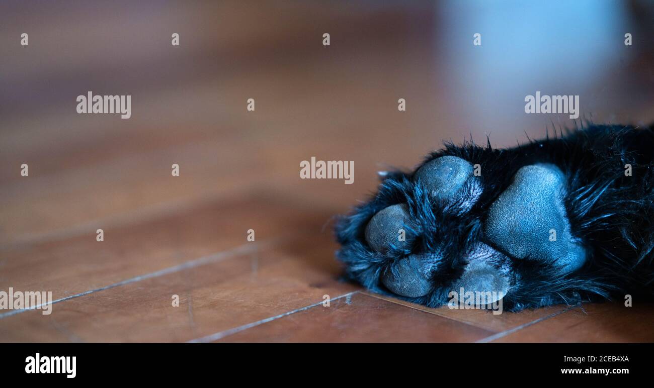 Zampa nera del cane da vicino su pavimento di legno con sfondo di spazio negativo. Foto Stock