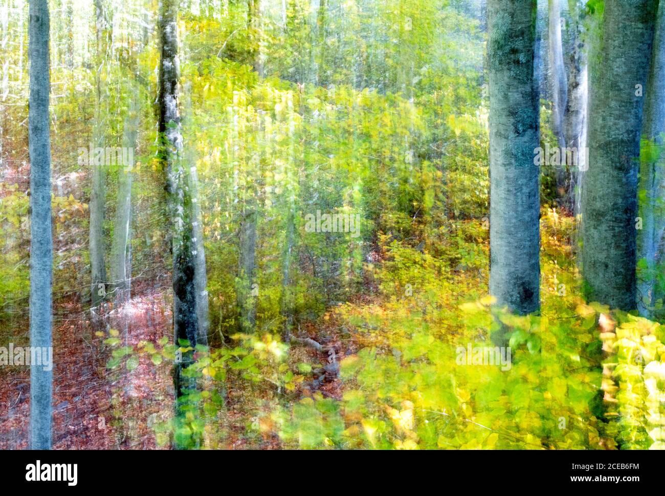Pictorialistic alberi e piante verdi nella foresta di autunno Foto Stock