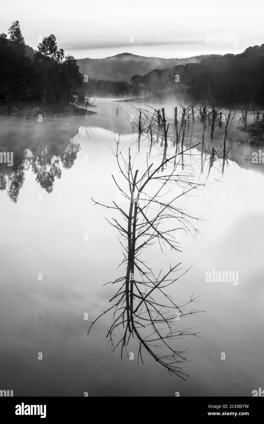 Bellissimo fiume misterioso con alberi nella nebbia Foto Stock