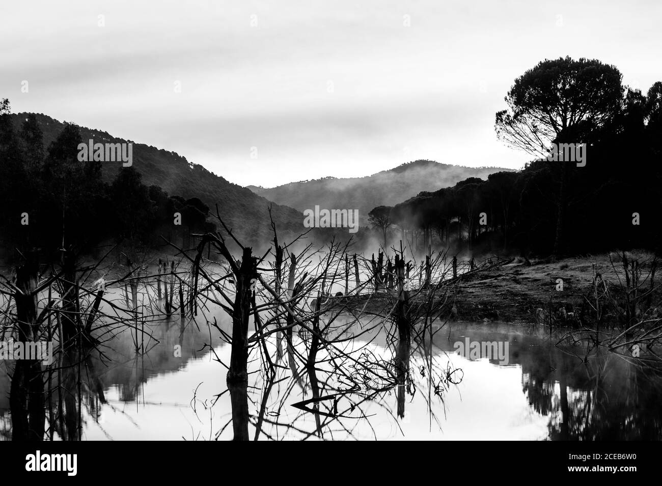 Bellissimo fiume misterioso con alberi nella nebbia Foto Stock