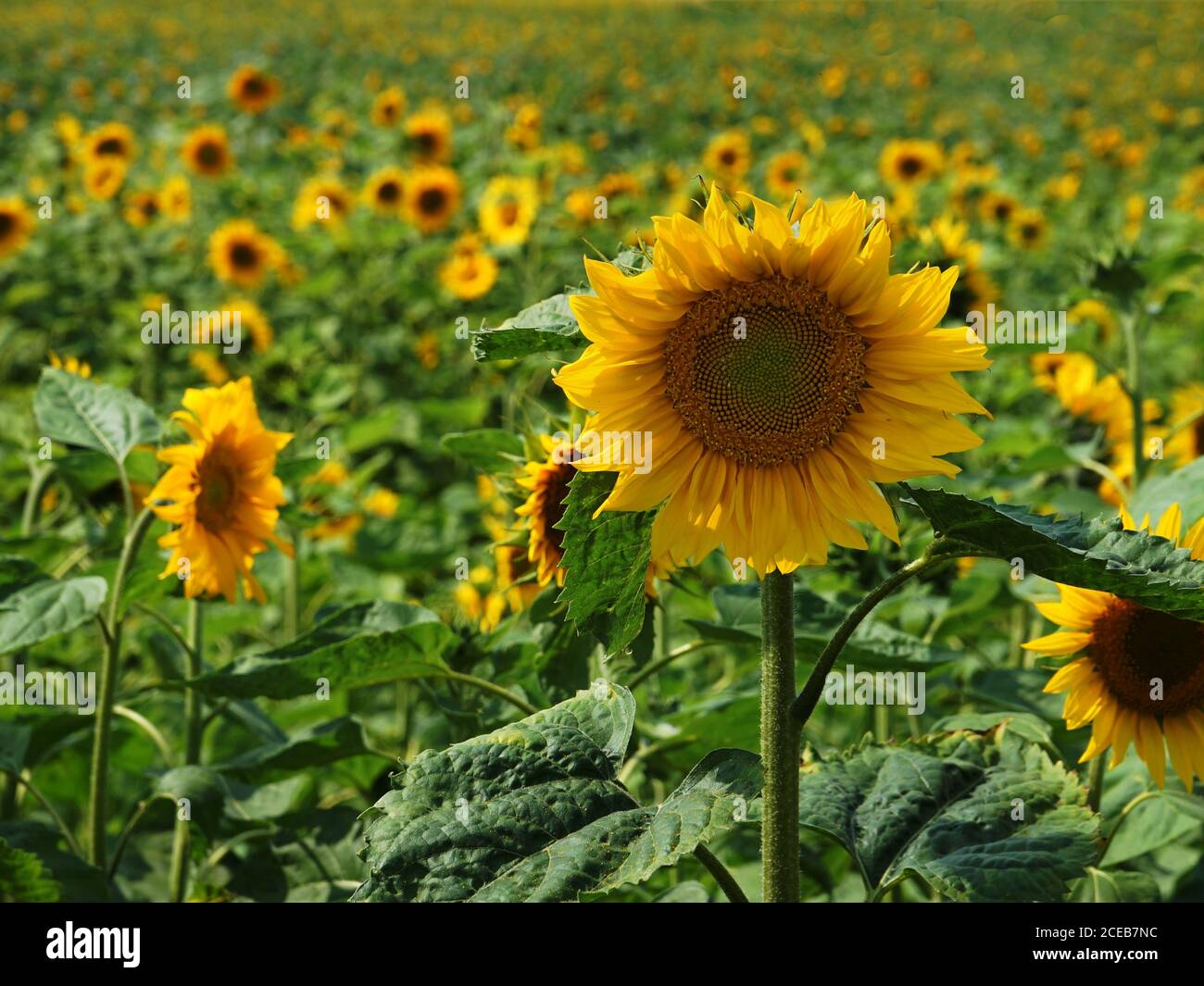 Un campo di girasoli che riempie il telaio con il fuoco sopra più vicino Foto Stock