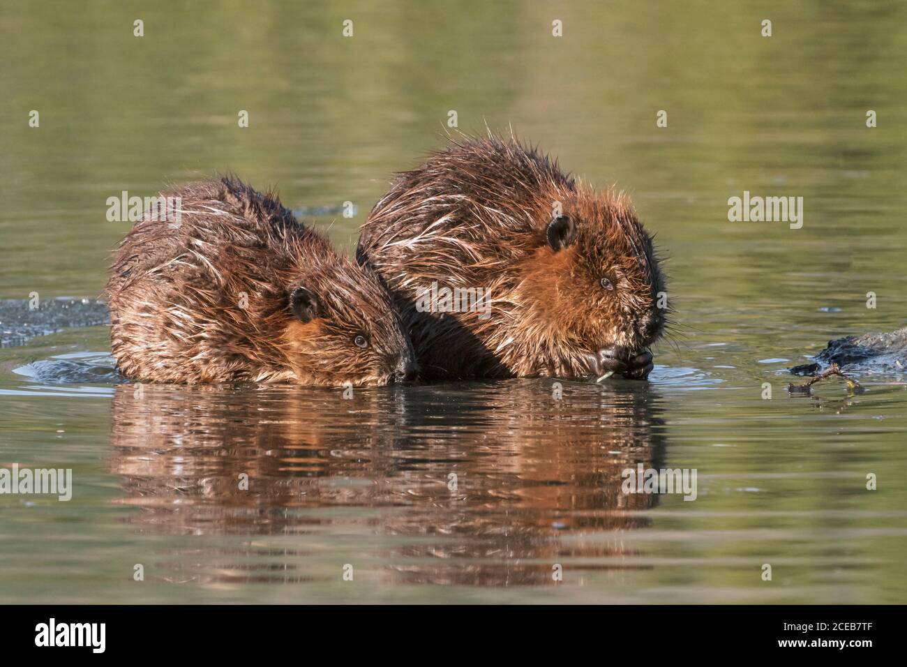 Nord America; Stati Uniti; Alaska; Alaska Range Mountains; Primavera; Beaver; Castor canadensis; Kit (giovane) Foto Stock
