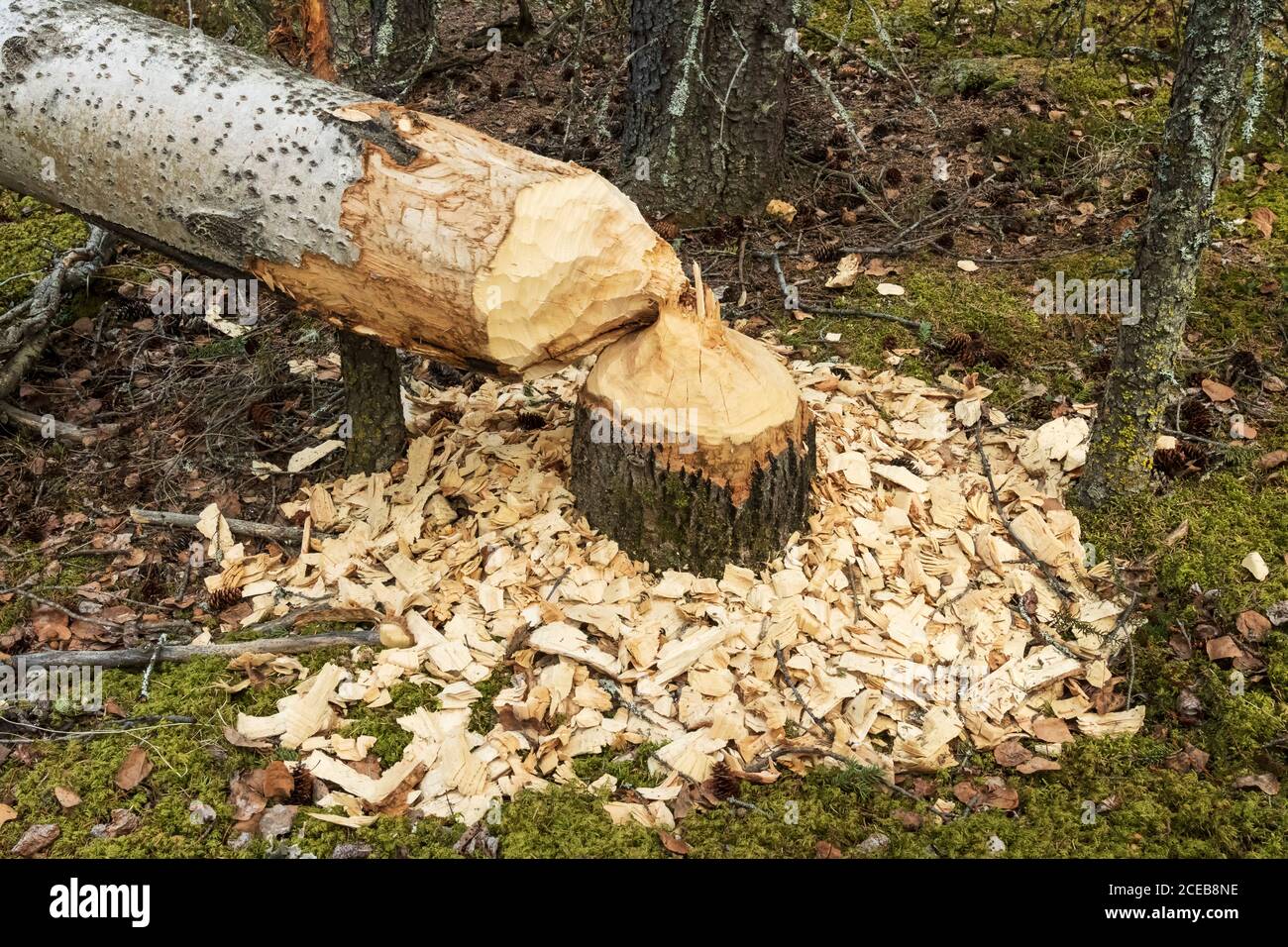 Nord America; Stati Uniti; Alaska; Alaska Range Mountains; Primavera; tagli di castoro; albero Foto Stock