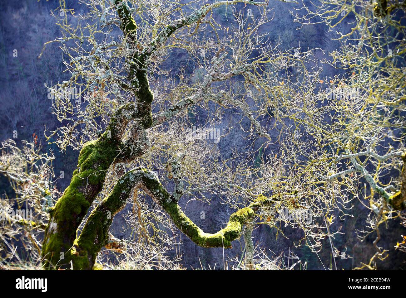 Vecchio albero sfrondato con tronco piegato e il muschio cresce in natura in Gujuli, Spagna Foto Stock