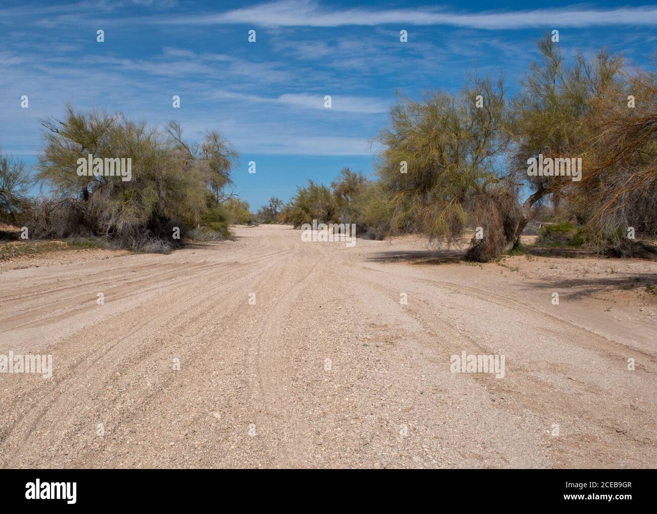 Un lavaggio nelle dune di sabbia imperiali in una giornata di primavera senza nuvole con cielo blu, con alberi di Palo Verde. Un lavaggio è un luogo dove l'acqua corre nel de Foto Stock