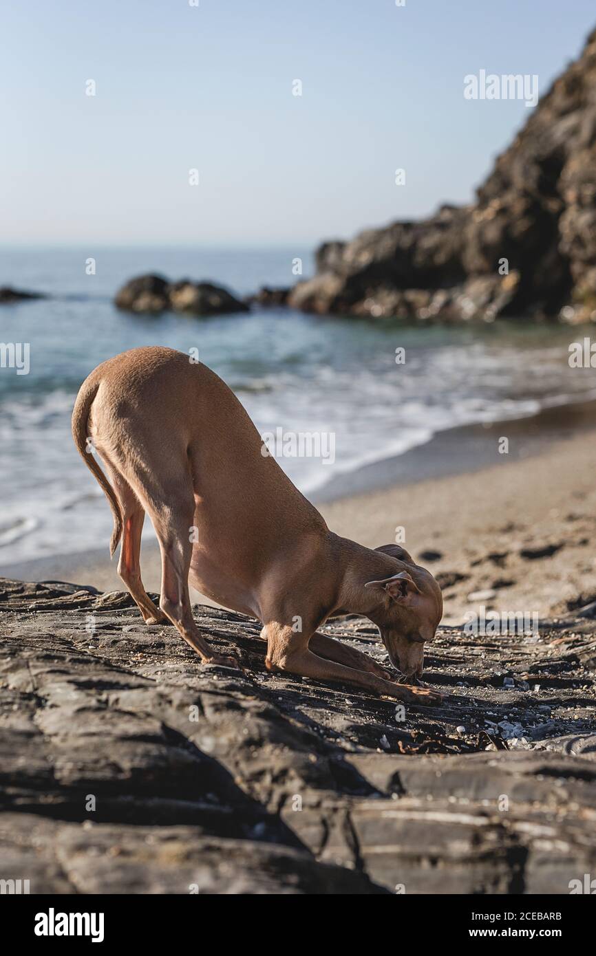 Piccolo cane levriero italiano che gioca con la sabbia in spiaggia. Soleggiata. Mare. Foto Stock