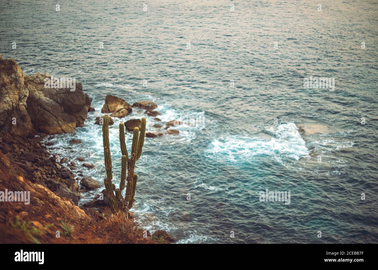 Alto cactus che cresce sulla scogliera vicino a mare bello pulito Foto Stock