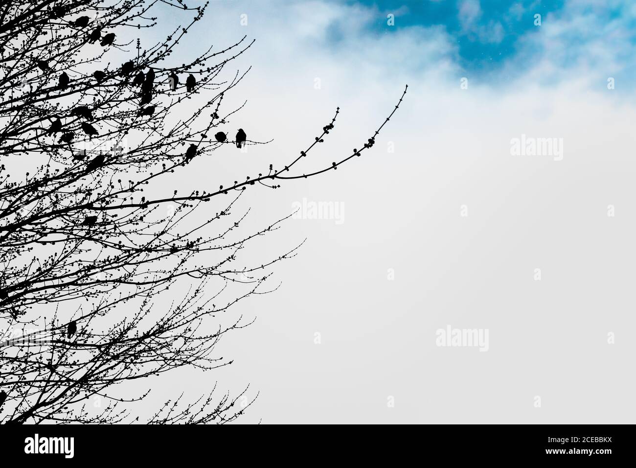 Alberi e uccelli invernali dalle silhouette contro nuvole bianche e blu cielo Foto Stock
