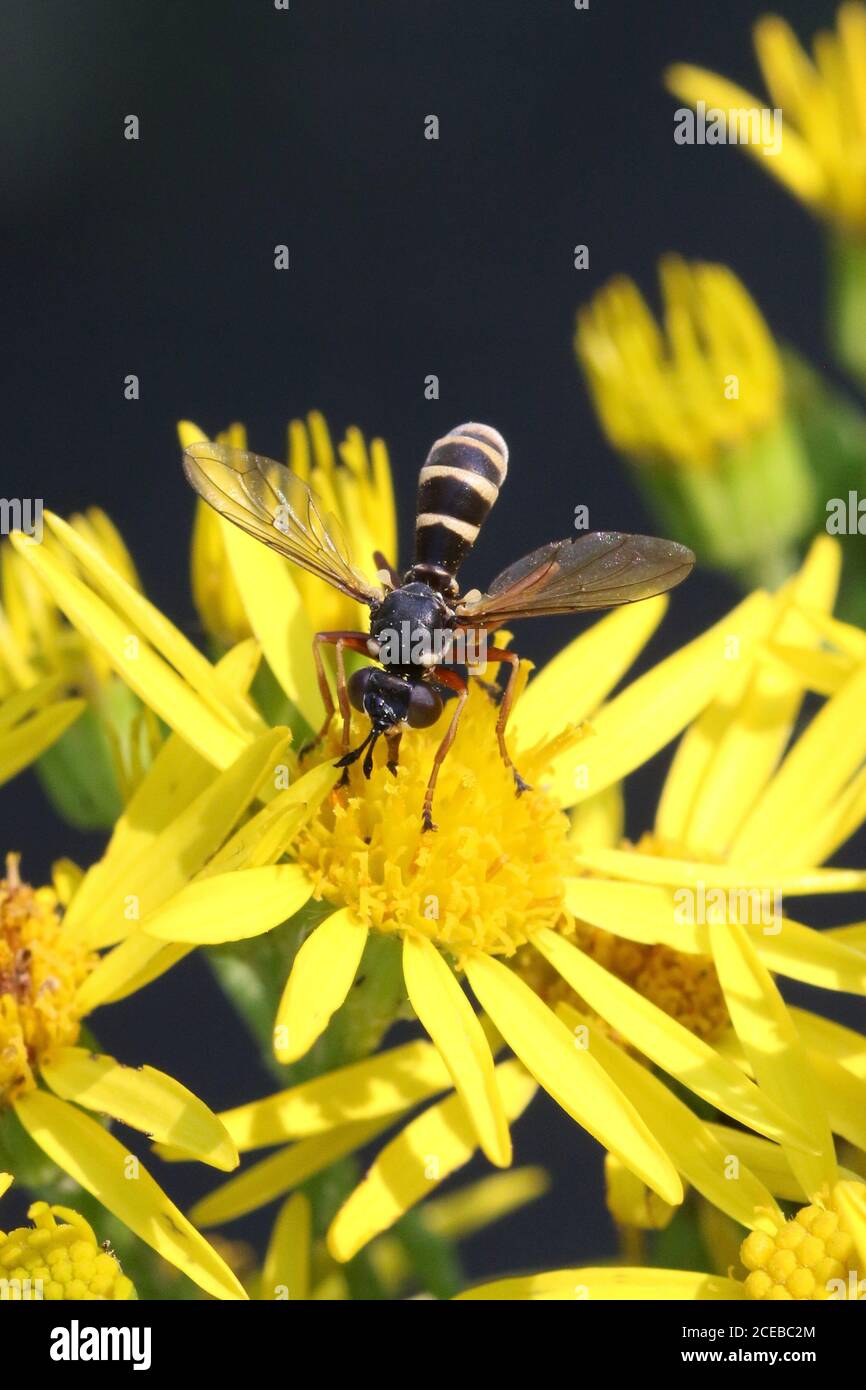 Un quadrifasciatus di CONOPS maschio, spesso indicato come un CONOPS a banda gialla, un endoparasite di bumlebee, preso a Hunterston in Ayrshire. Foto Stock
