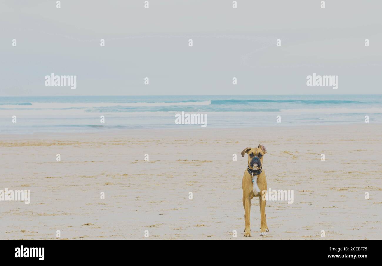Cane a camminare sulla spiaggia Foto Stock
