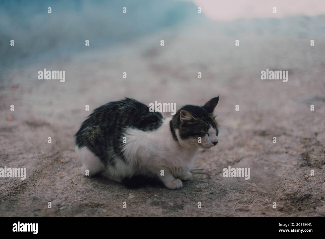Senzatetto in bianco e nero gatto pelo seduta su strada a Chefchaouen, Marocco Foto Stock