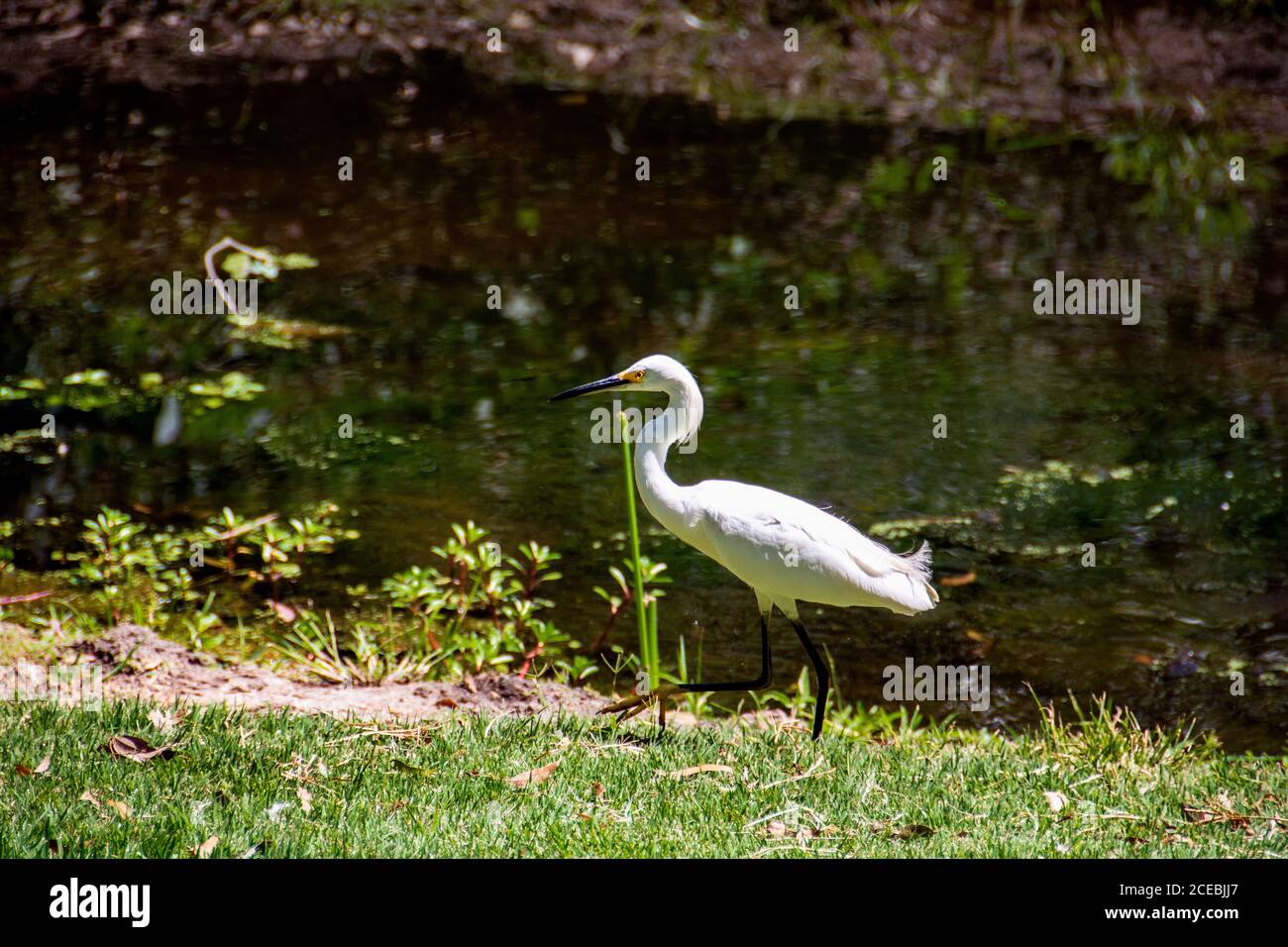 Snowy Egret camminando in modo sveglio, con le sue lunghe e skinny gambe nere e i piedi gialli, sull'erba accanto ad un lago in un parco a Huntington Beach, CA. Foto Stock