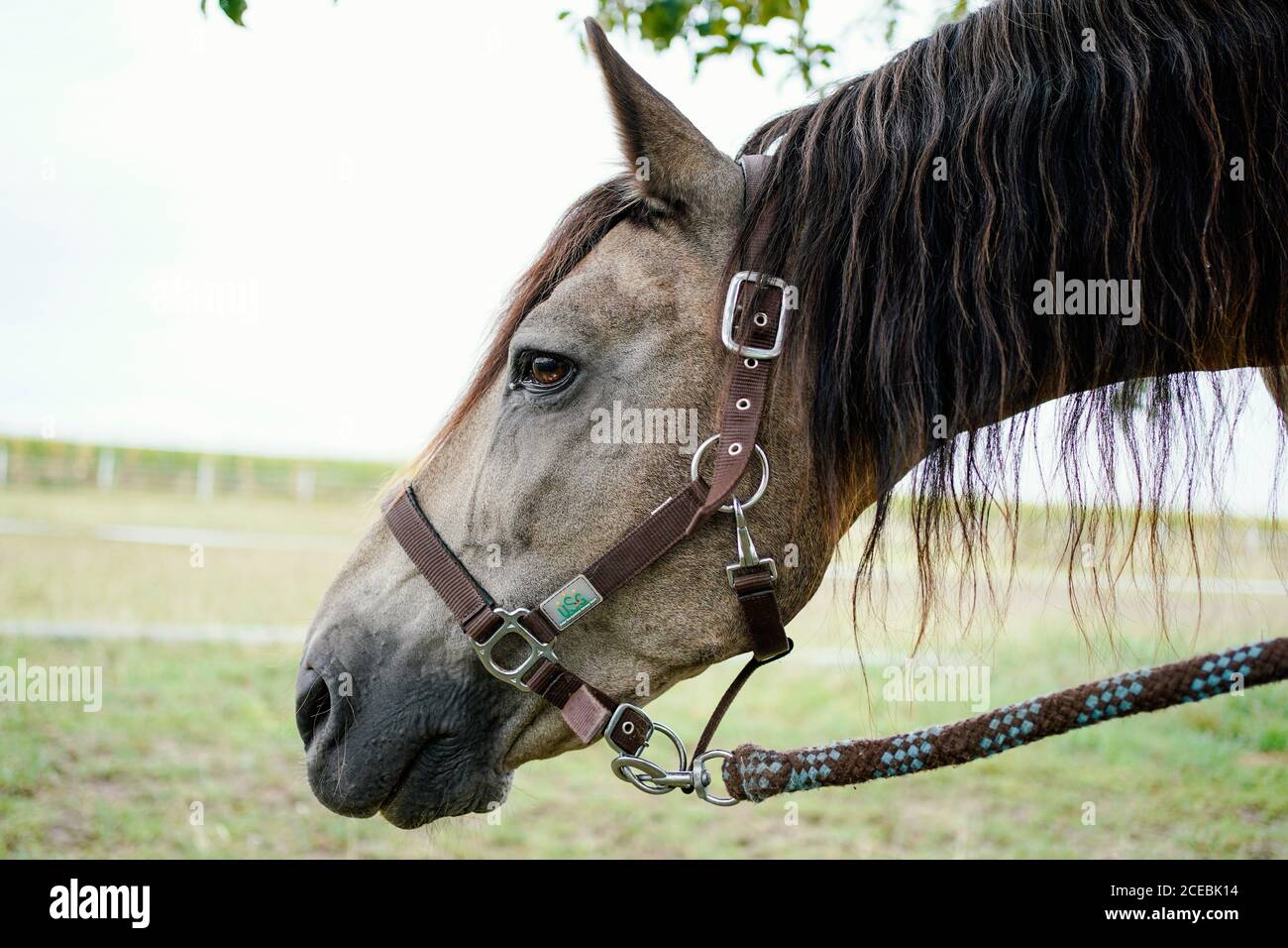 Germania. 31 Agosto 2020. Un cavallo sorge sul pascoli di un allevamento di cavalli nella zona di Heidelberg. Da diverse settimane, i casi di crudeltà animale in cui i cavalli sono stati feriti tengono occupati la polizia nel distretto del Reno-Neckar. È stata istituita una squadra speciale di investigazione. Credit: Uwe Anspach/dpa/Alamy Live News Foto Stock