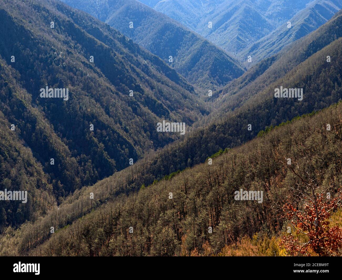 Paesaggio pittoresco di boschi sempreverdi sul pendio di montagne in valle Foto Stock