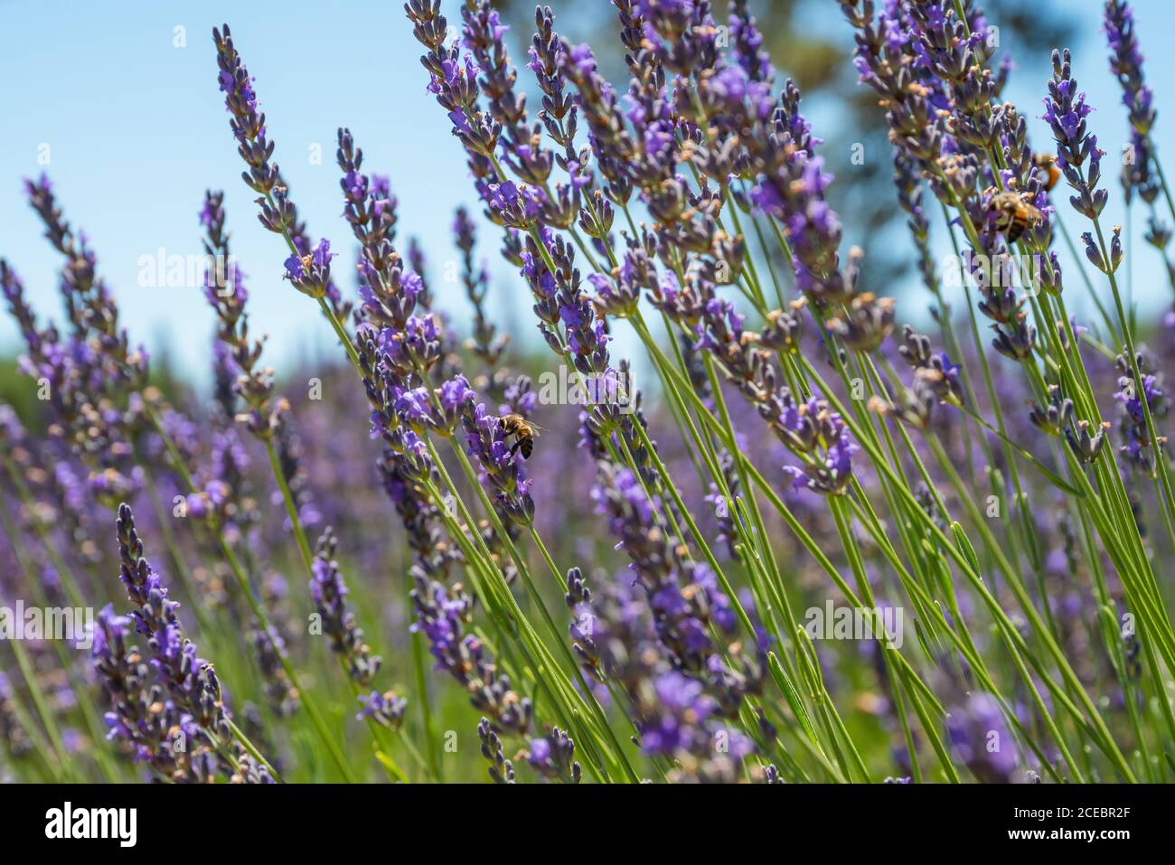 Fiori di lavanda e api da vicino, cielo blu chiaro sullo sfondo Foto Stock