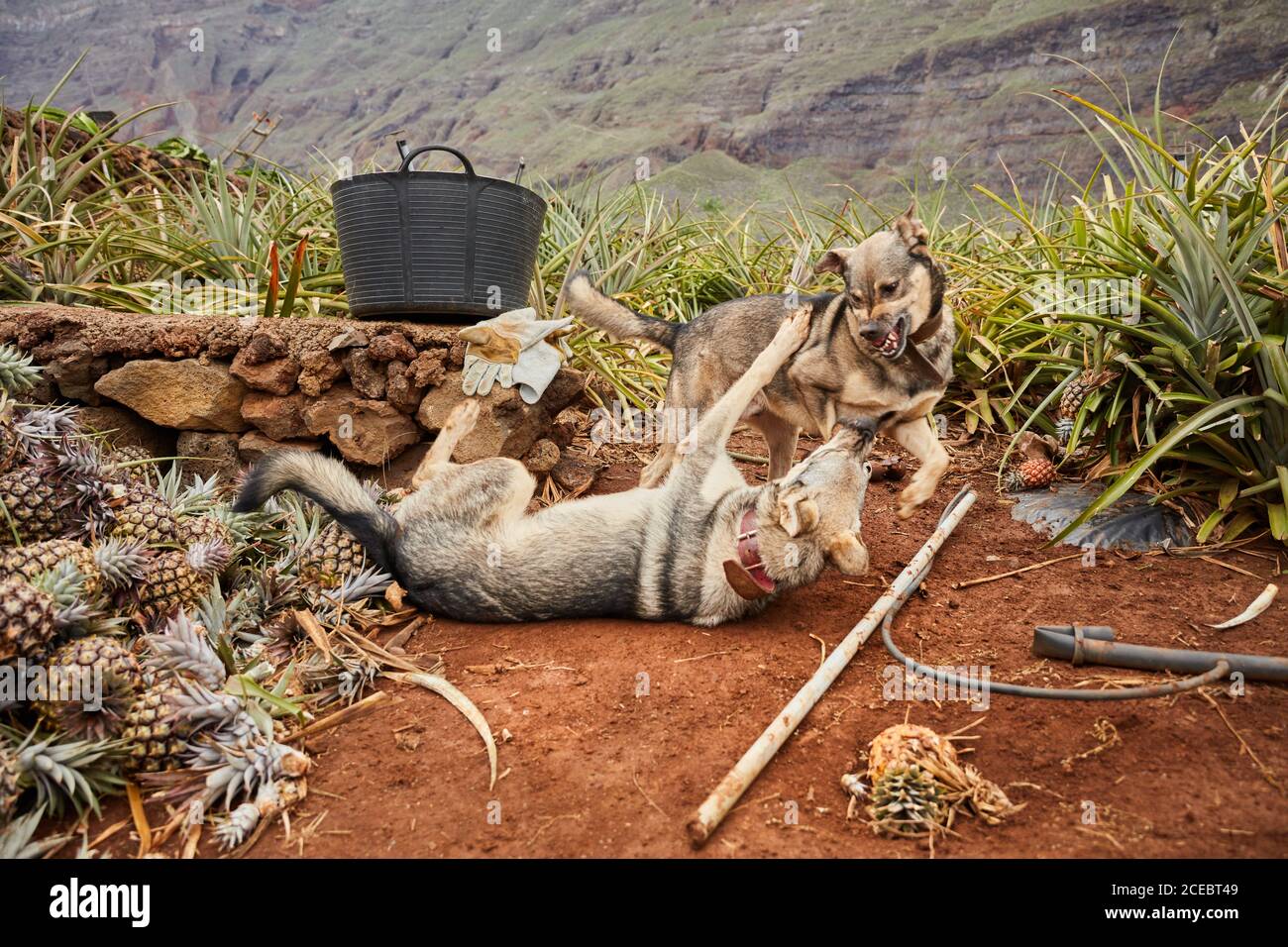 Due cani a giocare e combattere su terra di terreni agricoli tropicali con ananas in crescita, Isole Canarie Foto Stock