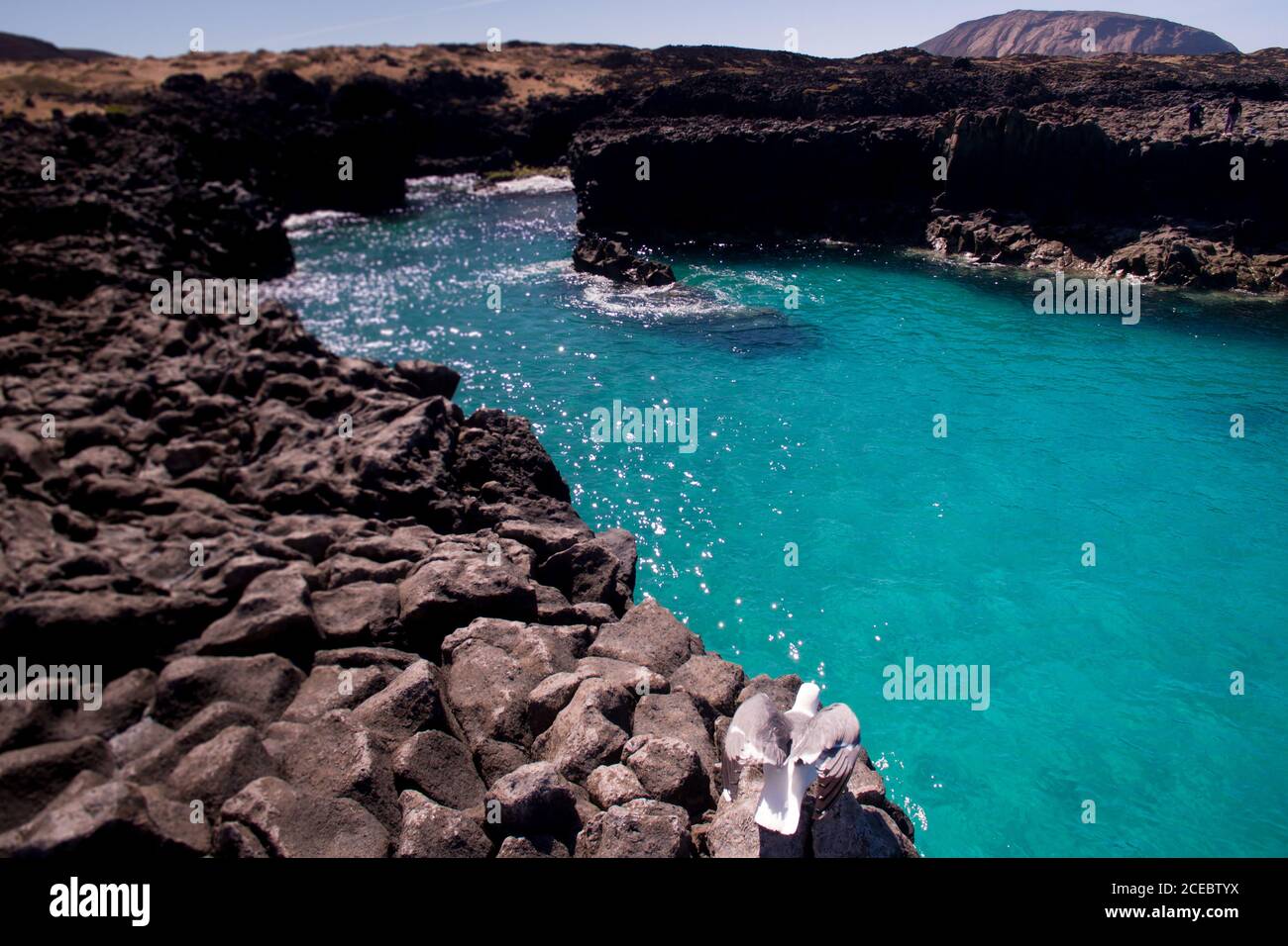 Magnifica vista delle acque azzurre luminose della laguna oceanica circondata da scogliere con gabbiano seduto sulle rocce nella soleggiata giornata estiva a la Graciosa, Isole Canarie Foto Stock